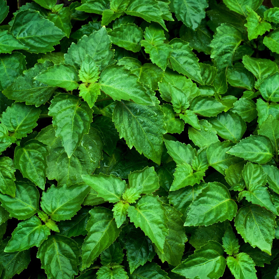 7 Characteristics of Patchouli in Perfumes