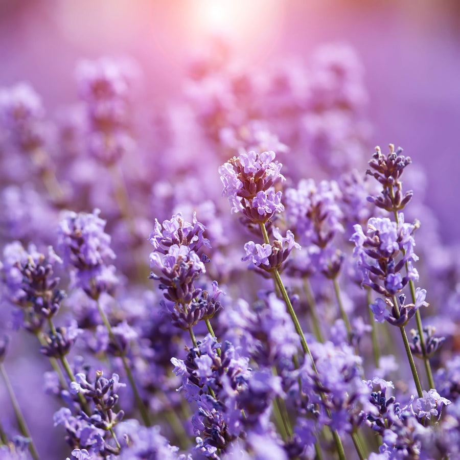 Lavender_ The Calming Superstar of Perfumes