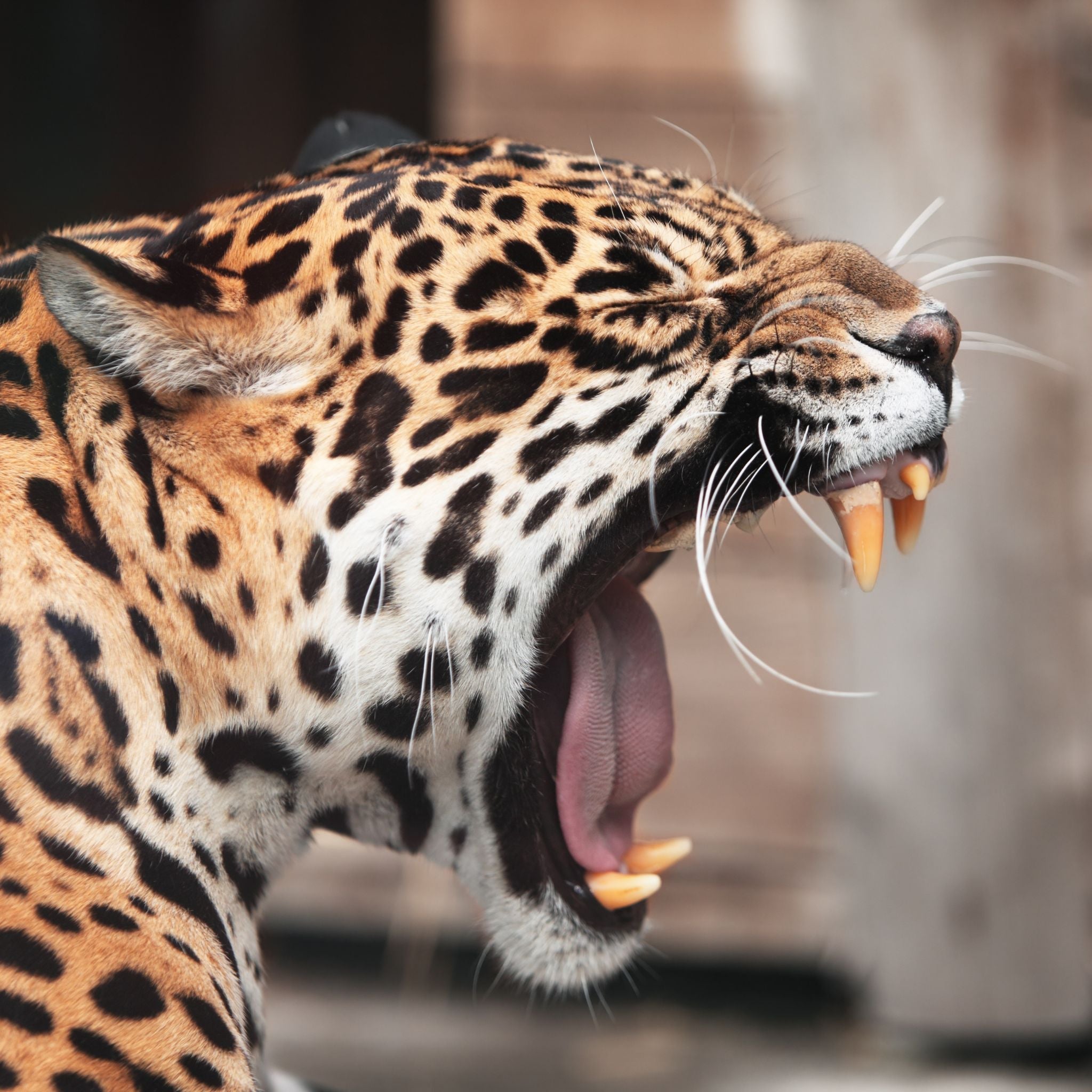 Oud Cambodi Intense – A Bold, Animalic Oud Journey