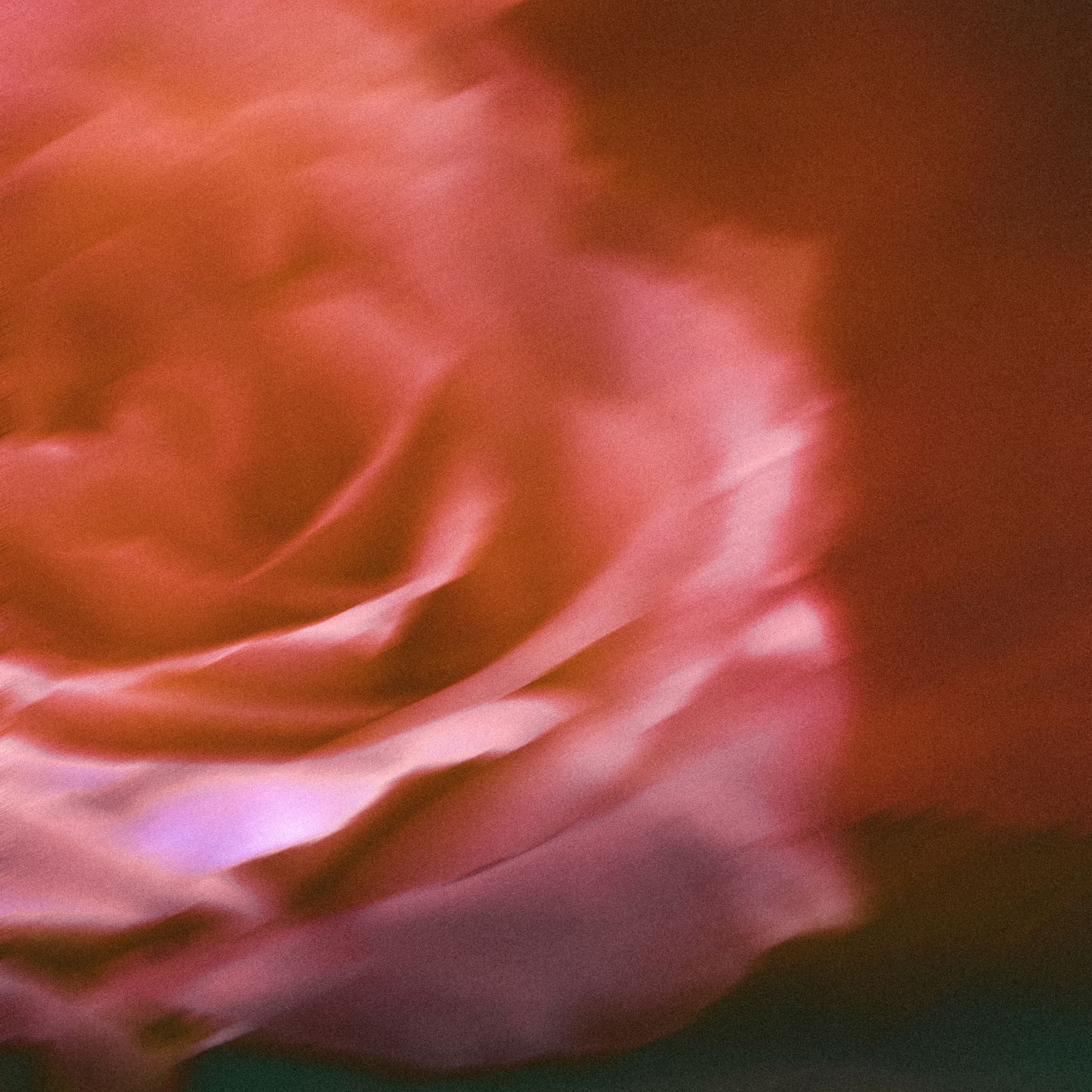 Perfumes That Smell Like L’Aventure Rose Review